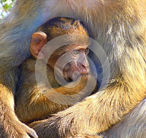 Baby monkey in mother`s arms