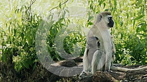 Baby monkey in mothers's hand, black and white Indian monkey. Wildlife footage captured during a scientific expedition