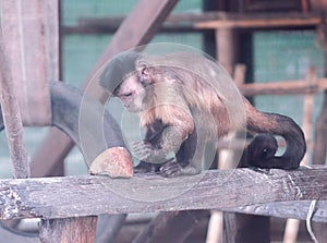 Baby monkey playing with coconut