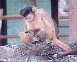 Baby monkey playing with coconut