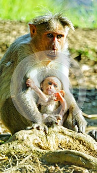 A baby monkey playing with its mother