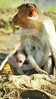 A baby monkey playing with its mother