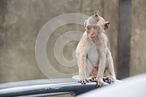 Baby monkey of portrait sitting Cement