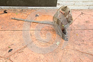 Baby monkey of portrait sitting On floor