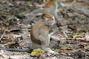 Baby Monkey in Pulau Ubin Island photo