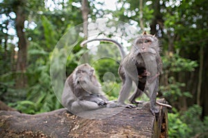 Baby monkey with it's parents