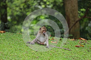 The baby Monkey is sitdown on grass garden in front of forest