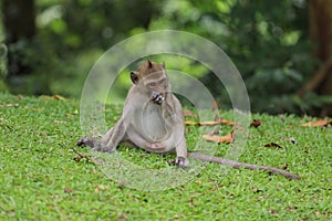 The baby Monkey is sitdown on grass garden in front of forest