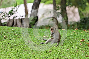 The baby Monkey is sitdown on grass garden in front of forest