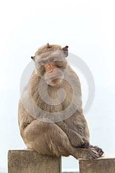 Baby monkey sitting on the concrete