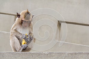 Baby monkey sitting and eating banana