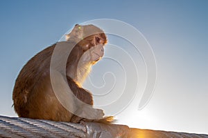 Baby monkey sitting on the fence of the bridge in Rishikesh, Uttarakhand, India.