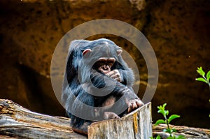 A baby monkey is sitting on a log and looking down