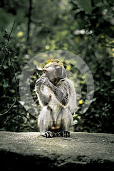 Baby Monkey sitting in profile, Ubud