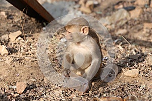 Baby monkey sitting on rock and hand in plastic cup.