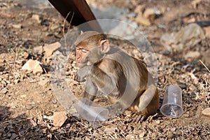 Baby monkey sitting on rock and hand in plastic cup.