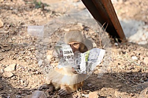 Baby monkey sitting on rock and hand in plastic cup.