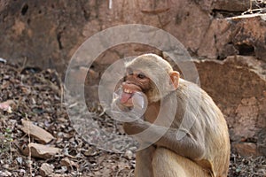 Baby monkey sitting on rock and hand in plastic cup.