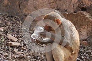 Baby monkey sitting on rock and hand in plastic cup.