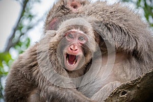 Baby monkey sitting on the tree hugging mother and smiling