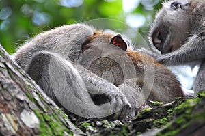 Baby Monkey Sleeping Soundly in Mother's Bossom