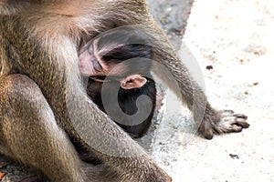 Baby monkey sleeps in his mother`s embrace