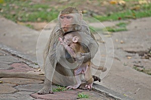 Baby monkey snuggles to its mother.