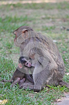 Baby monkey snuggles to its mother.