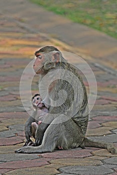 Baby monkey snuggles to its mother.