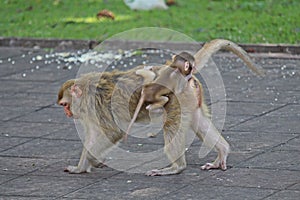 Baby monkey snuggles to its mother.