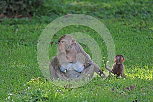 Baby monkey snuggles to its mother.