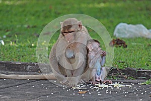 Baby monkey snuggles to its mother.