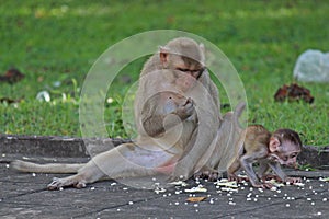 Baby monkey snuggles to its mother.