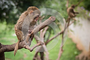 Baby monkey stay on tree