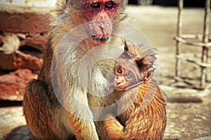 Baby monkey sucking its mother's milk