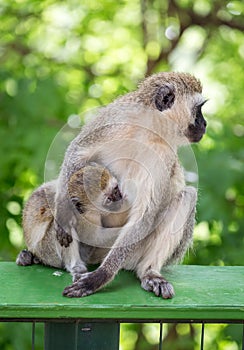 Baby monkey sucks the milk of it's mother