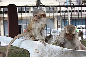 Baby monkey. Thailand, Lopburi city