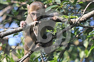 Baby Monkey in a Tree