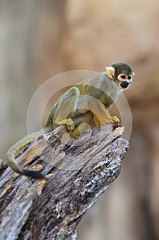 Baby monkey on a tree