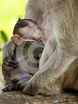 Baby monkeys are happy to suckle their mother`s milk