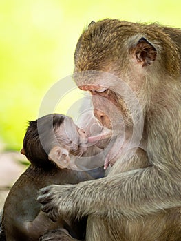 Baby monkeys are happy to suckle their mother`s milk