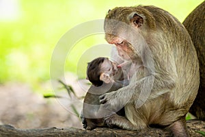 Baby monkeys are happy to suckle their mother`s milk