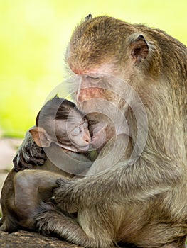 Baby monkeys are happy to suckle their mother`s milk