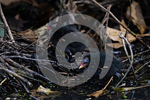 Baby Moorhens waiting for feeding