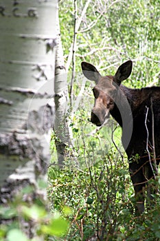 Baby moose