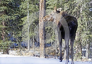 Baby moose