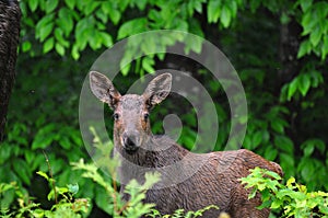 Baby moose calf in the wild - Stock image