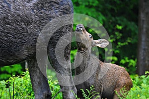 Baby moose calf in the wild - Stock image