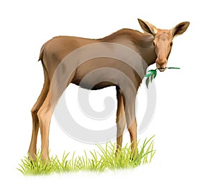 Baby moose eating tree branch. Isolated Illustrati