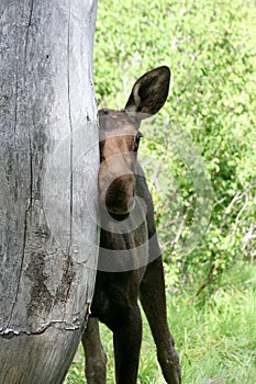 Baby moose scratching